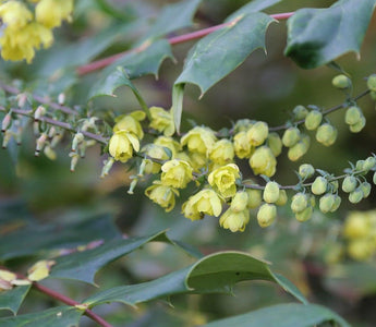 What's In Flower In My Garden This Christmas