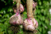 What Vegetables Can I Plant in January?