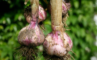 What Vegetables Can I Plant in January?