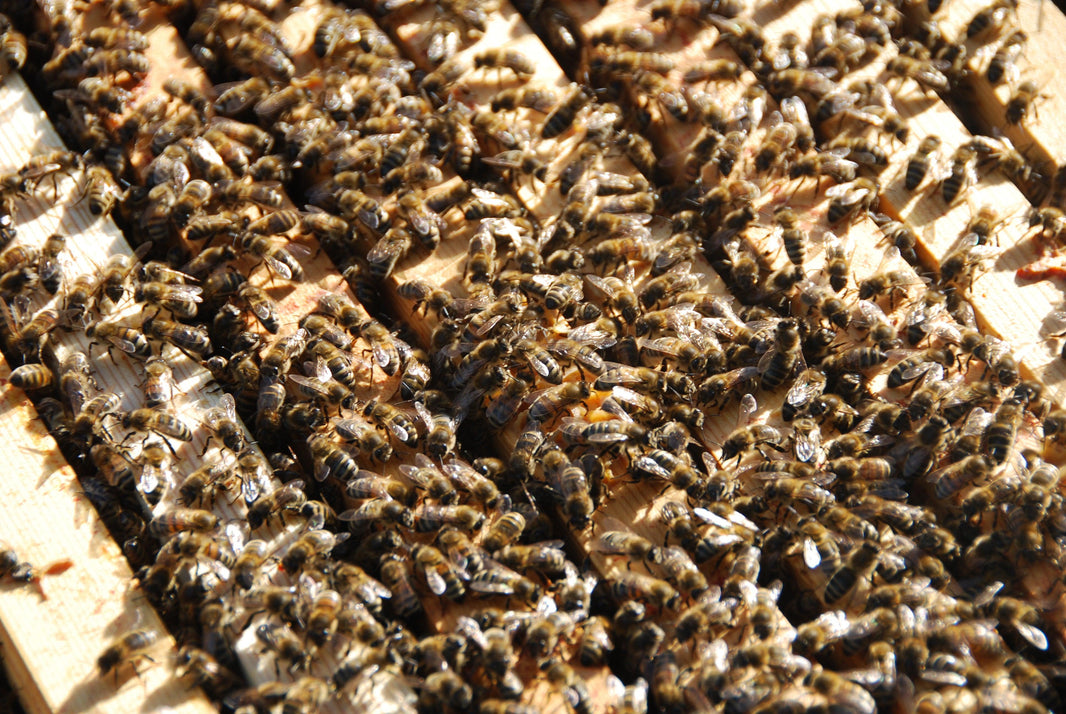 Fascinating Facts about Bees