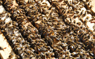 Fascinating Facts about Bees