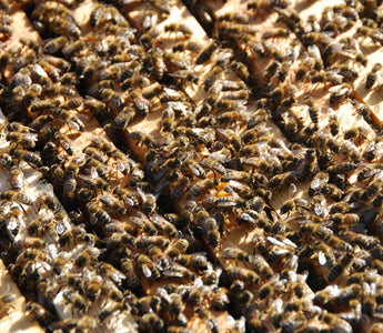 Fascinating Facts about Bees