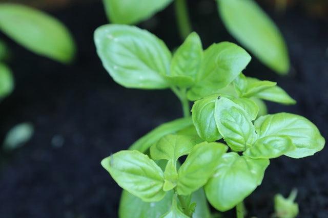 How to Grow Your Own Herbs in a Container