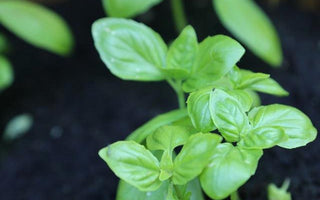 How to Grow Your Own Herbs in a Container