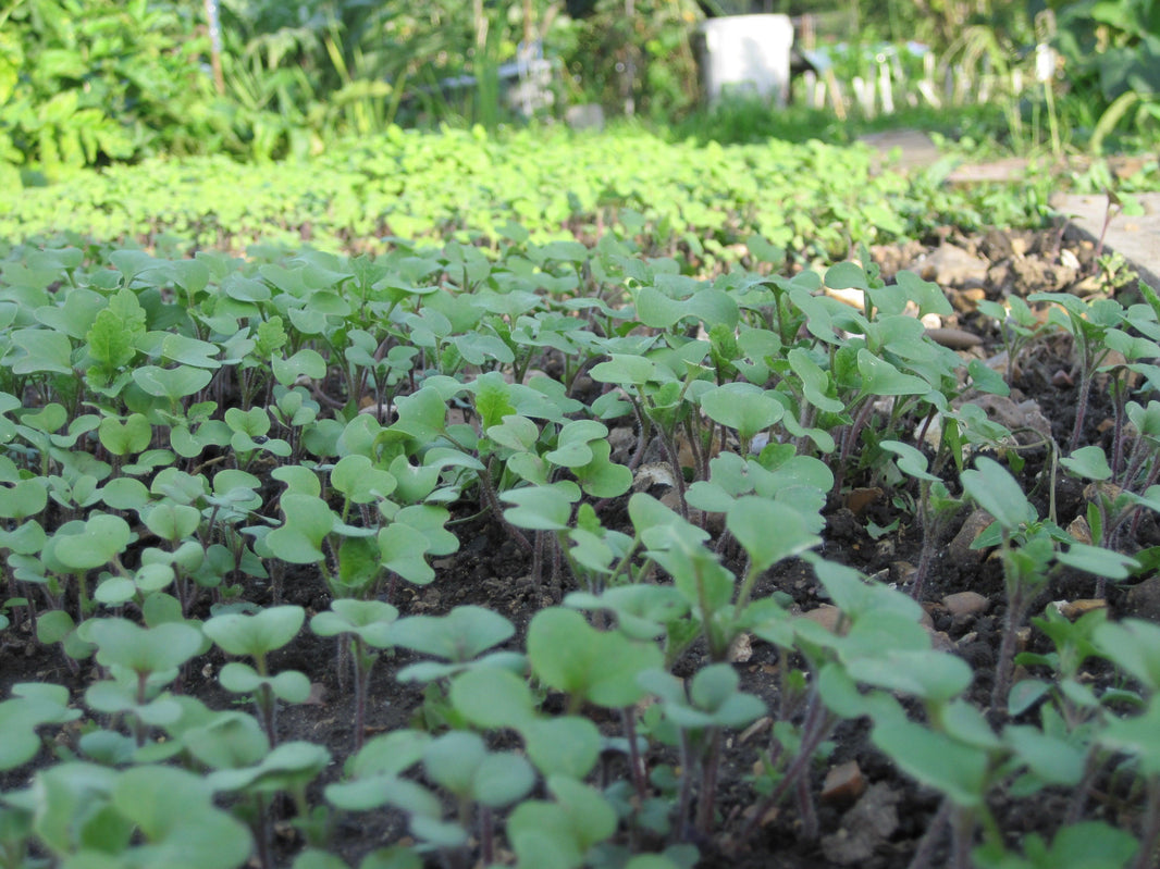 Understanding Green Manures