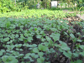 Understanding Green Manures