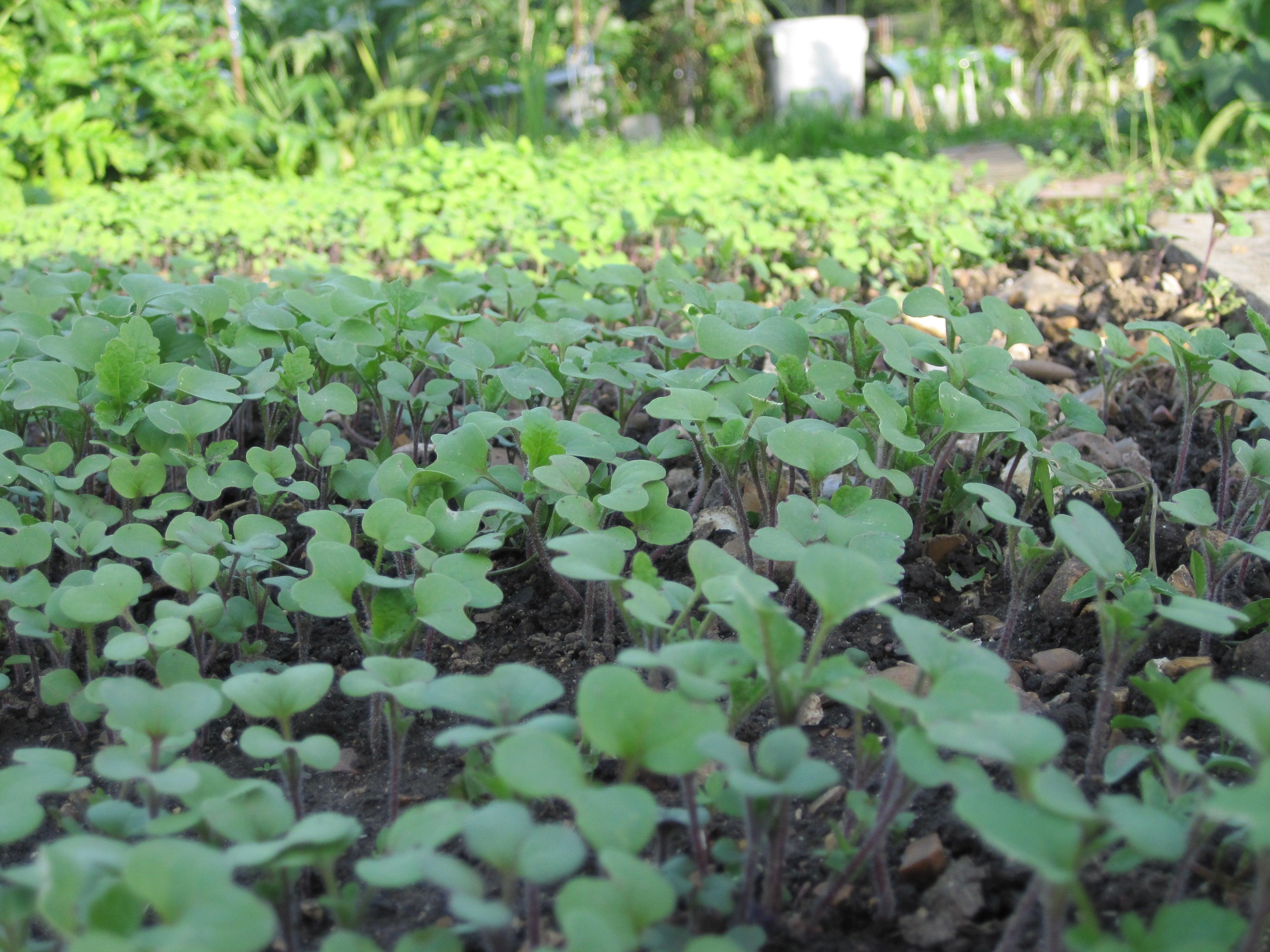 Understanding Green Manures
