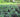 Understanding Green Manures