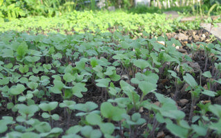 Understanding Green Manures