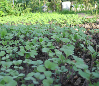 Understanding Green Manures