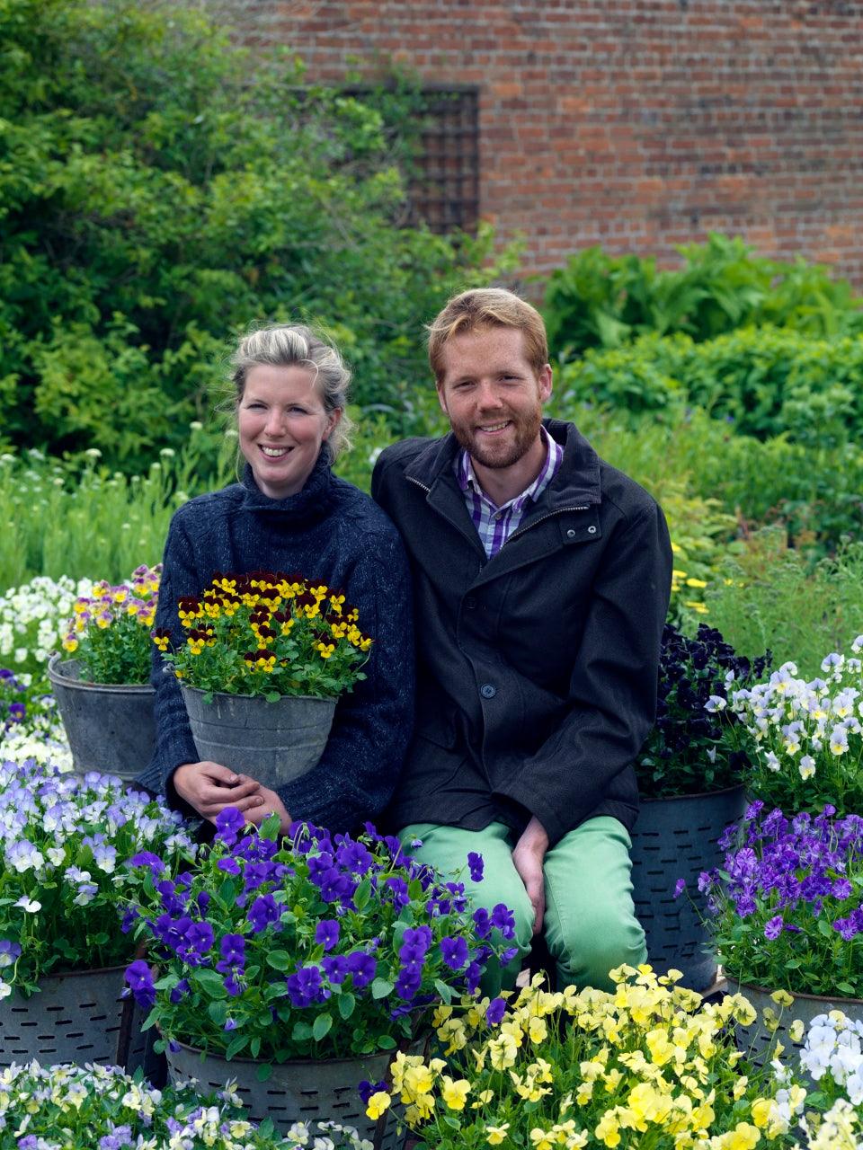 How to Grow Violas