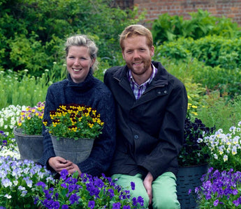 How to Grow Violas