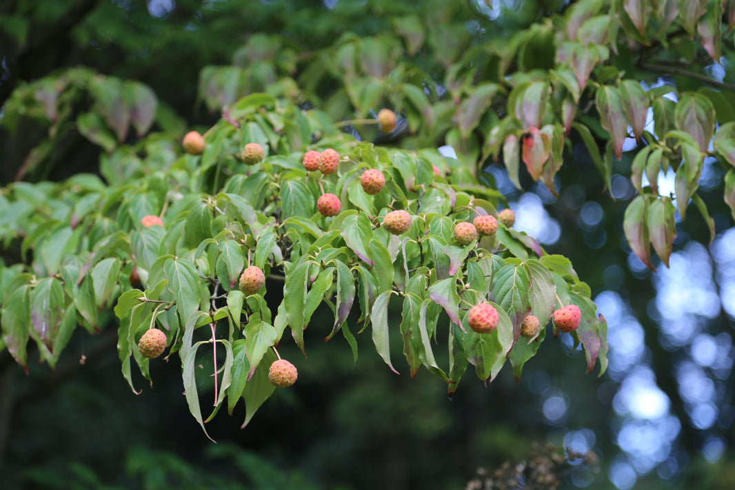 Fruits of Fall