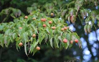 Fruits of Fall