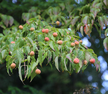 Fruits of Fall