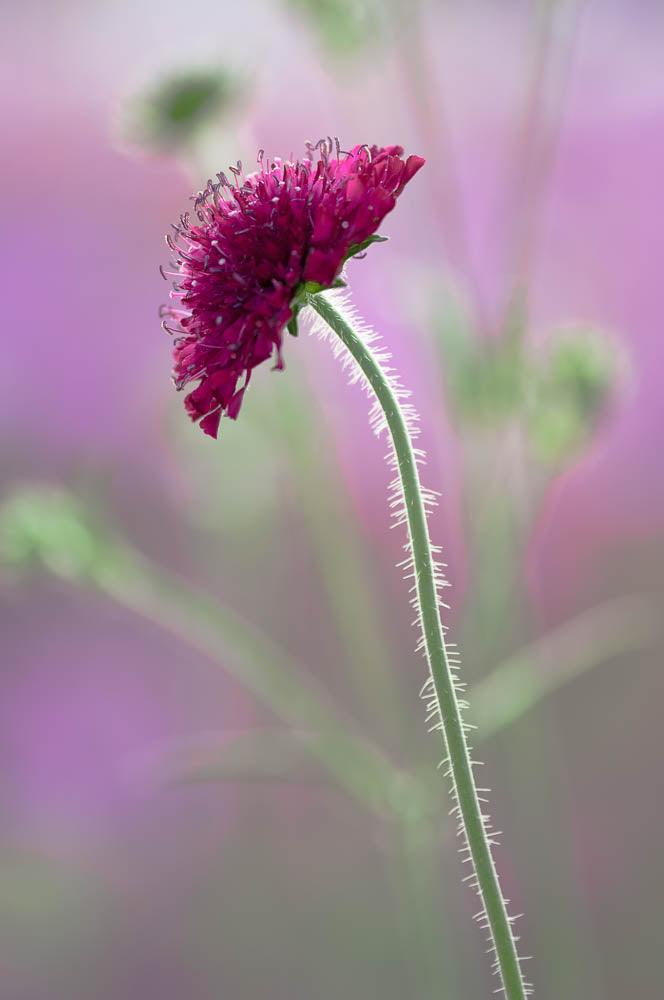 Garden Photography: An Eye Out For Weather