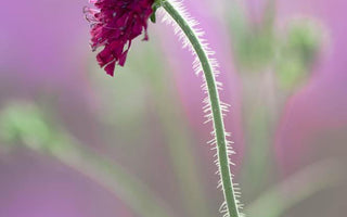 Garden Photography: An Eye Out For Weather