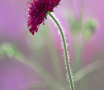 Garden Photography: An Eye Out For Weather