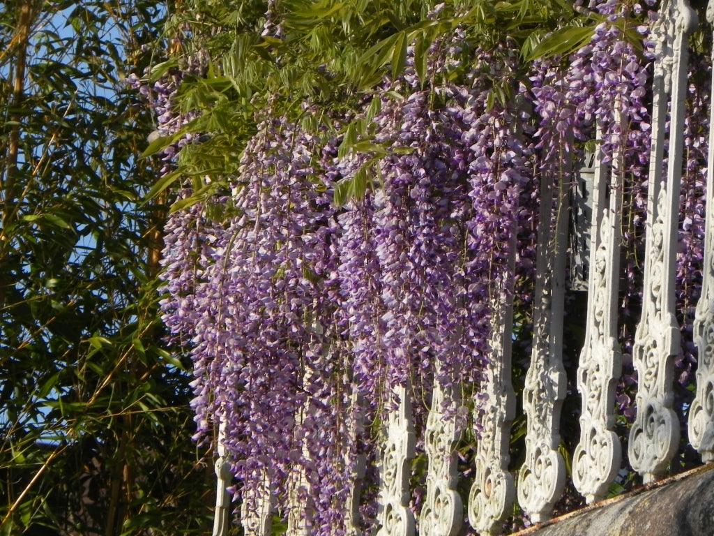 Mass Wisteria