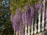 Mass Wisteria