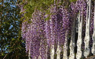 Mass Wisteria