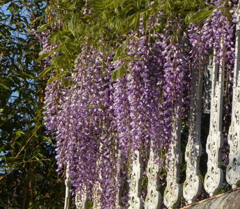 Mass Wisteria