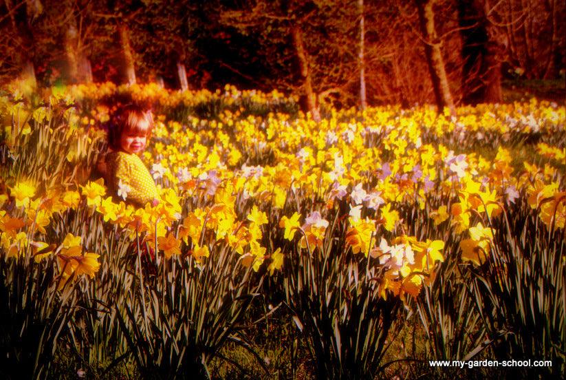 Naturalising daffodils for daffodil season