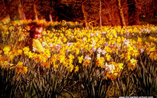 Naturalising daffodils for daffodil season