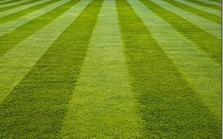 Lawns: How to Lay Turf/Sod