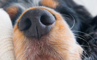 Creative Lens Choice