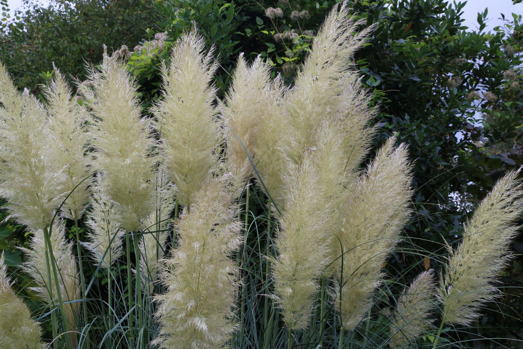 Unpopular Plants Worth Growing