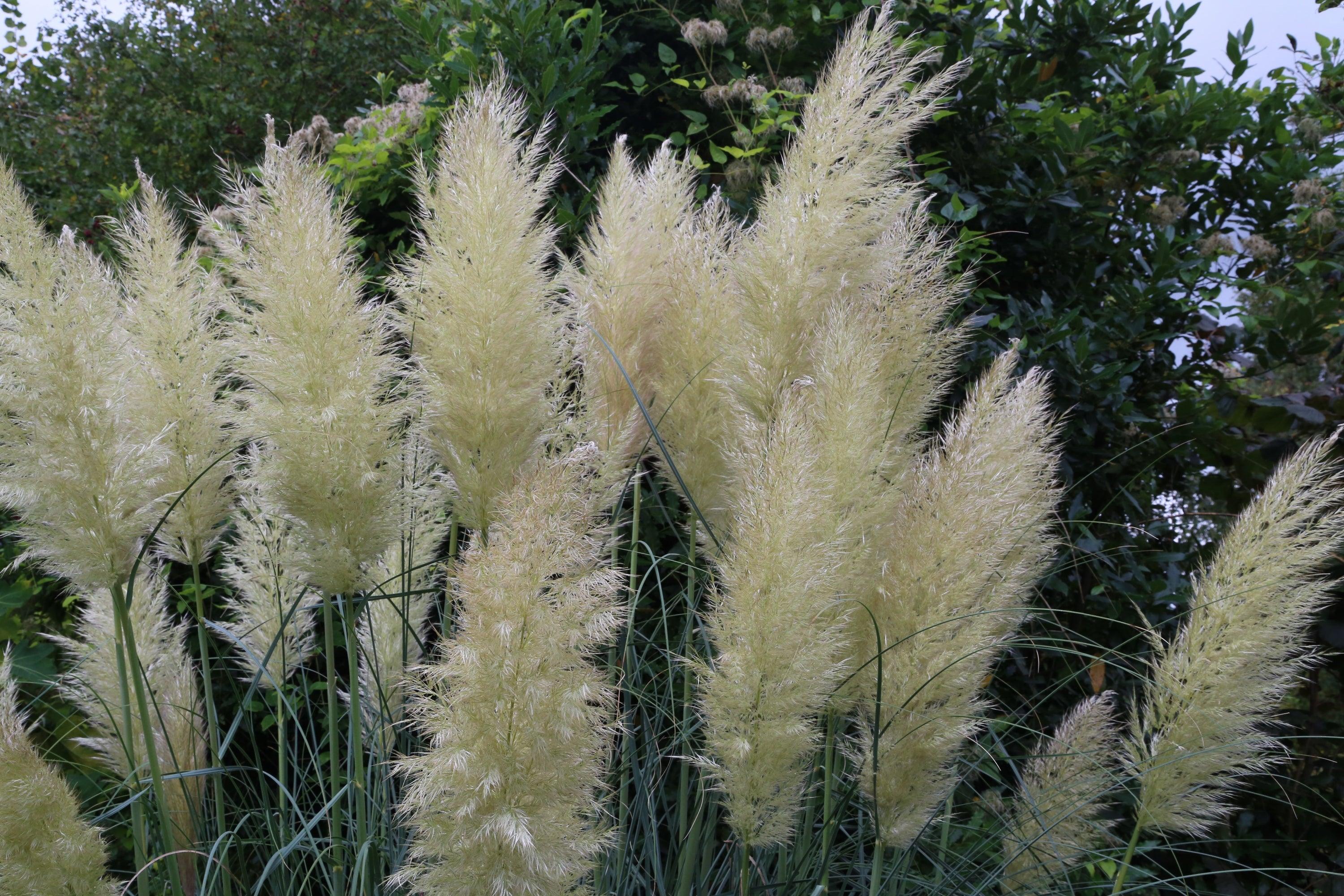 Unpopular Plants Worth Growing