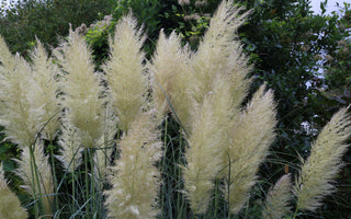 Unpopular Plants Worth Growing