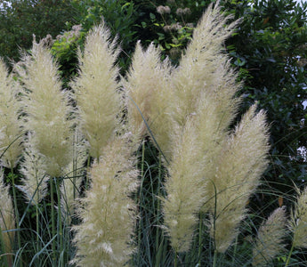 Unpopular Plants Worth Growing