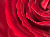 What Your Flower Choice Says About You