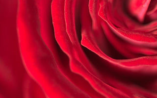 What Your Flower Choice Says About You