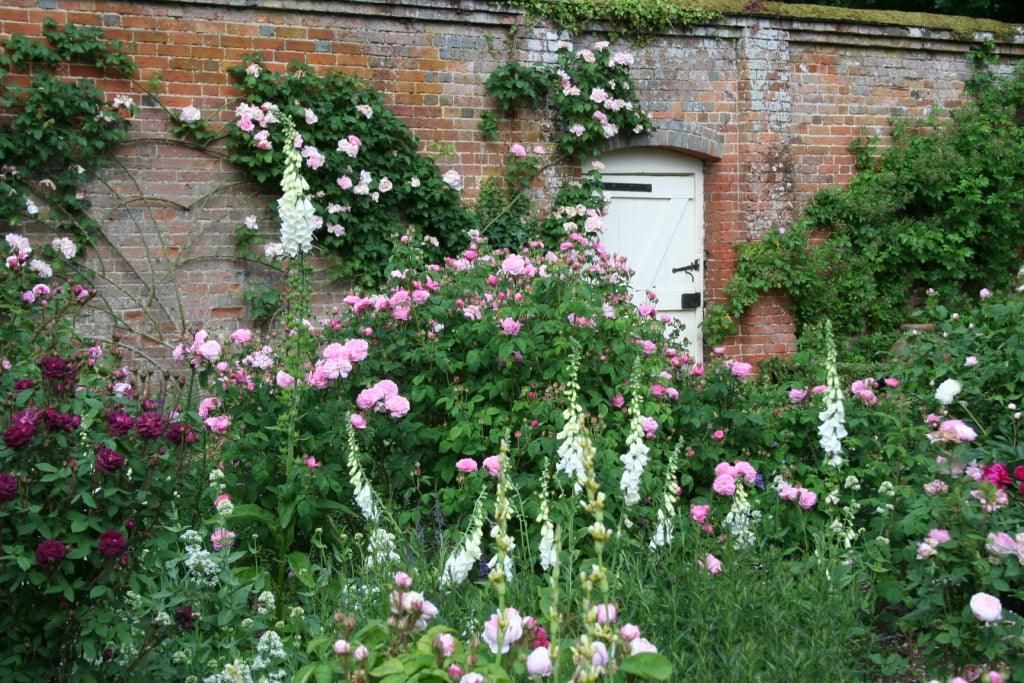 Reliable roses: secrets of success for keeping roses disease free