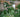 Reliable roses: secrets of success for keeping roses disease free