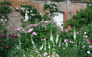 Reliable roses: secrets of success for keeping roses disease free