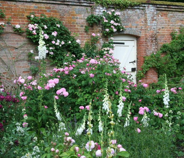 Reliable roses secrets of success for keeping roses disease free