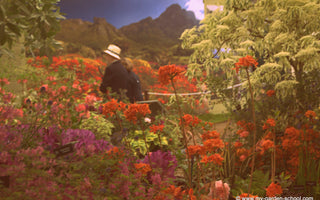 The Chelsea Flower Show: Hillier's Centre Piece - A Risk Worth Taking