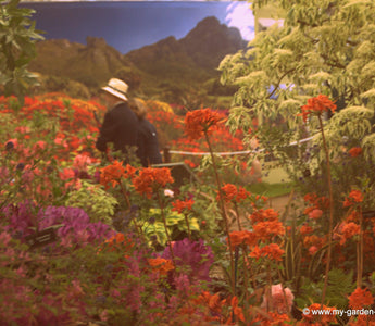 The Chelsea Flower Show: Hillier's Centre Piece - A Risk Worth Taking