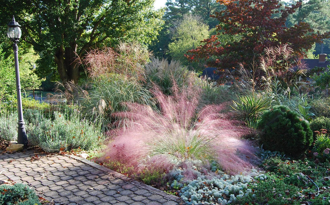 10 Grasses Every Gardener Should Grow