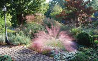10 Grasses Every Gardener Should Grow