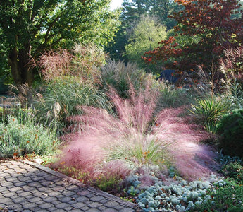10 Grasses Every Gardener Should Grow