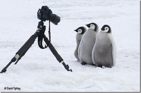Penguins: Close Encounters