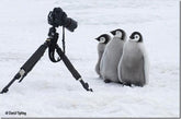 Penguins: Close Encounters