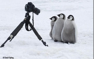 Penguins: Close Encounters