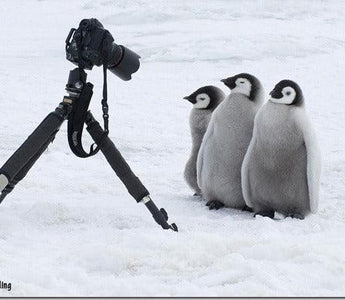 Penguins: Close Encounters