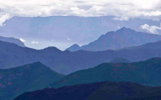 The Plant Hunters: Explorers, Botanists; Forgotten Heroes